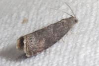 Grapholita funebrana/molesta