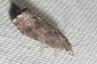 Grapholita funebrana/molesta