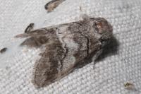 Drymonia querna