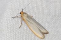 Manulea complana