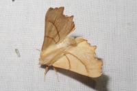 Ennomos fuscantaria