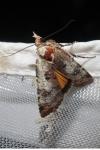 Epilecta linogrisea