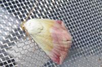 Eublemma purpurina