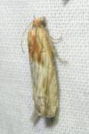 Eucosma cana