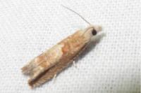 Eucosma conterminana