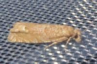 Eucosma