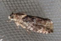 Eudemis profundana