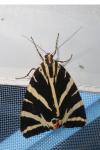 Euplagia quadripunctaria