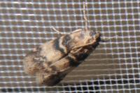 Euzophera pinguis
