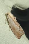 Galleria mellonella