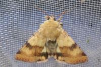 Heliothis viriplaca