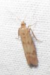 Homoeosoma sinuella