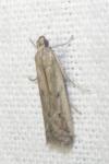 Phycitodes