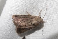 Hoplodrina