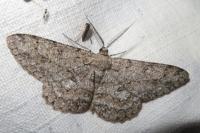 Hypomecis punctinalis