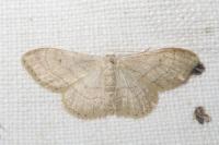 Idaea aversata
