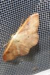 Idaea rubraria