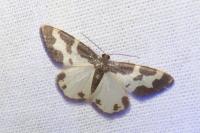 Lomaspilis marginata