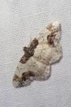 Ligdia adustata