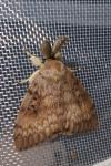 Lymantria dispar