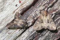 Mesapamea secalella/secalis