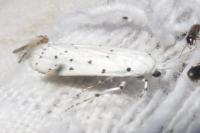 Myelois circumvoluta