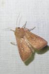 Mythimna albipuncta