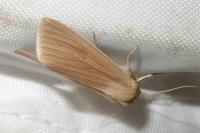 Mythimna pallens