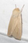 Mythimna pallens