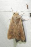 Mythimna unipuncta