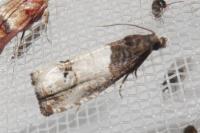 Notocelia roborana