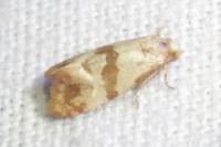 Phalonidia contractana