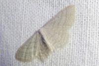 Scopula immutata