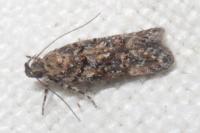 Teleiopsis diffinis