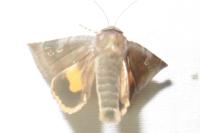 Noctua janthe