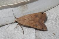 Noctua pronuba
