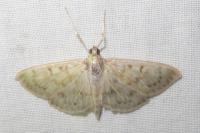 Patania ruralis