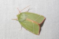 Pseudoips prasinanus
