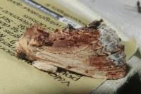 Ptilodon cucullina