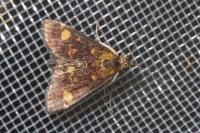 Pyrausta aurata