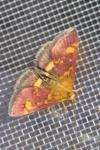 Pyrausta aurata