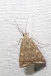 Loxostege sticticalis