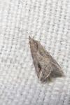 Schrankia costaestrigalis