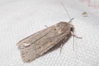 Spodoptera exigua