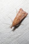 Synaphe punctalis