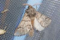 Thaumetopoea pityocampa