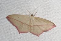 Timandra comae