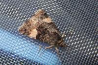 Tyta luctuosa