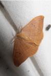 Watsonalla binaria