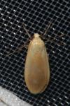Wittia sororcula